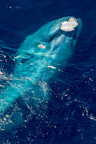 Blue Whale (Balaenoptera musculus) feeding at sea surface, releasing bubbles after a lunge. California, USA.
