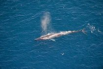 Blue Whale (Balaenoptera musculus) at sea surface with spray from blow hole. California, USA.