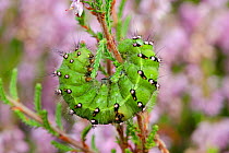 Emperor moth (Saturnia pavonia) caterpillar feeding on Ling Heather (Calluna vulgaris) West Sussex, UK, August