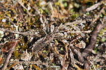 Heath assassin bug (Coranus subapterus) well camouflaged on ground, a specialist heathland species, West Sussex, UK, September