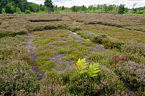 Second year stripped back patch of Heather to create bare ground, an important habitat for many Bees, wasps and also the Heath tiger beetle (Cicindela sylvatica), Iping Common, Surrey, UK, September