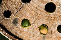 Leafcutter bee (Megachile willughbiella) sealed holes in insect box on garden shed which indicate occupation by bee, Hertfordshire, UK, August