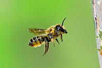 Leafcutter bee (Megachile willughbiella) flying toward insect box in garden, Hertfordshire, UK, August