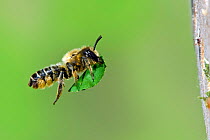 Leafcutter bee (Megachile willughbiella) flying with cut leaf section to seal breeding cell in insect box in garden, Hertfordshire, UK, August