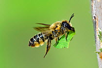 Leafcutter bee (Megachile willughbiella) flying with cut leaf section to seal breeding cell in insect box in garden, Hertfordshire, UK, August