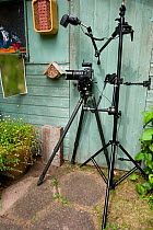 Leafcutter bee (Megachile willughbiella) camera setup used to photograph bees flying towards insect box in garden, Hertfordshire, UK, August