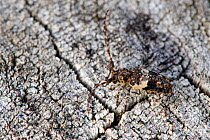 Lesser thorn-tipped longhorn beetle (Pogonocherus hispidus) Very small longhorn beetle that is said to resemble a bird dropping as camoflage, West Sussex, England, UK, September