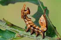 Lobster moth (Stauropus fagi) fourth instar larvae in typical defensive posture, UK, August, captive