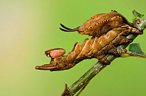Lobster moth (Stauropus fagi) fifth instar larvae in typical defensive posture, UK, August, captive