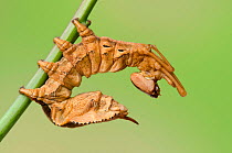 Lobster moth (Stauropus fagi) fifth instar larvae fully developed in typical defensive posture, UK, August, captive