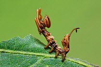 Lobster moth (Stauropus fagi) third instar larva in typical defensive posture, UK, August, captive