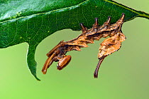 Lobster moth (Stauropus fagi) fourth instar larva in typical defensive posture, UK, August, captive