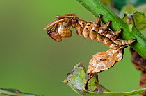 Lobster moth (Stauropus fagi) fourth instar larva in typical defensive posture, UK, August, captive