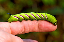 Privet hawkmoth (Sphinx ligustri) one of the UK's most impressive insects, fifth instar larva on finger to show scale, UK, July, captive