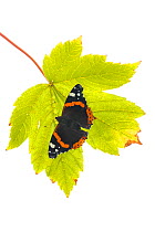 Red Admiral (Vanessa atalanta) on leaf, , Great Malvern, Worcestershire, September. meetyourneighbours.net project