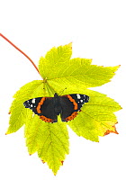Red Admiral (Vanessa atalanta) on leaf,  Great Malvern, Worcestershire, September. meetyourneighbours.net project