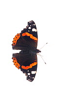 Red Admiral (Vanessa atalanta)wings open, Great Malvern, Worcestershire, September. meetyourneighbours.net project