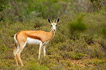 Springbok (Antidorcas marsupialis) portrait, Karoo, South Africa, February