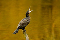 Cormorant (Phalacrocorax carbo) perched on log calling, Cheshire, UK, October