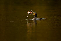 Cormorant (Phalacrocorax carbo) eating a perch, Cheshire, UK, October