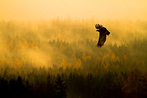 Steppe Eagle (Aquila nipalensis) in flight at dawn over misty forest, Czech Republic, November