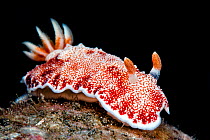 Nudibranch (Chromodoris reticulata) Batanta Island, Raja Ampat, West Papua, Indonesia. It was discovered in 2013 that this species has a 'disposable penis', which is shed after mating and regrows in 2...