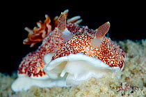 Nudibranch (Chromodoris reticulata) Celebes Sea, Mabul Island, Sabah, Malaysia. Borneo. It was discovered in 2013 that this species has a 'disposable penis', which is shed after mating and regrows in...