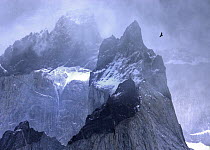 Andean condor (Vultur gryphus) in flight over mountain peaks, Torres Del Paine National Park, Chile.