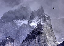 Andean condor (Vultur gryphus) in flight over mountain peaks, Torres Del Paine National park, Chile.