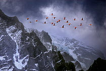 Chilean flamingos (Phoenicopterus chilensis) in flight over mountain peaks with glacier in the distance, Torres Del Paine National Park, Chile. Winner of Landscape category, Nature's Best / Windland S...