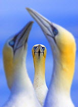Northern gannets (Morus / Sula bassanus) portrait of individual with a courting pair in foreground, UK, Bass Rock, Scotland, Portrait category winner in the British Wildlife Photography Awards BWPA co...