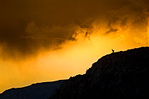 Greater kudu (Tragelaphus strepsiceros) male, silhouetted on cliff edge at dusk with storm clouds overhead, The Karoo, South Africa, Highly honoured, Windland Smith Rice / Nature's Best Awards competi...