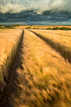 Vehicle tracks in field of ripe Barley,  farmland, late evening light, near Putford, Devon, UK. August 2012.