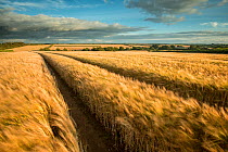 Vehicle tracks in field of ripe Barley,  farmland, late evening light, near Putford, Devon, UK. August 2012.