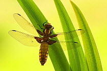 Broad bodied chaser dragonfly (Libellula depressa) at rest on leaves, Cornwall, UK