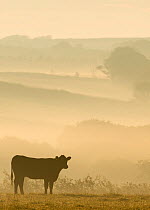 Cow in field on a misty morning, near Bradworthy, North Devon, UK. July 2012.