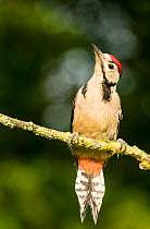 Great Spotted Woodpecker (Dendrocopus major), resting on branch, north Cornwall, UK. July
