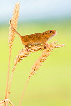Harvest mouse (Micromys minutus) on wheat stems. Devon, UK captive