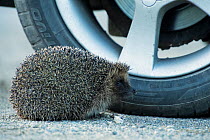 Hedgehog (Erinaceus europaeus) by car tyre Cornwall, UK. captive