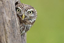 Little owl (Athena noctua), poking head out of hole in tree Devon, UK captive