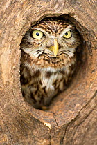 Little owl (Athene noctua) peering out of hole in tree, Devon, UK captive