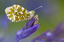 Orange Tip Butterfly (Anthocharis cardamines) female resting on bluebell, Lanhydrock woodland, Cornwall. May 2012.