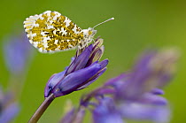 Orange Tip Butterfly (Anthocharis cardamines) female resting on bluebell, Lanhydrock woodland, Cornwall. May 2012.