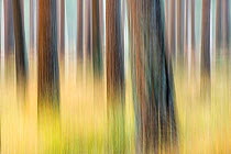 Pine trees (Pinus sp) photographed with camera motion blur, Rhinefield, The New Forest, Hampshire, UK. November 2012.
