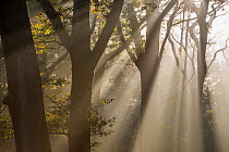 Rays of sunlight penetrating woodland, Rhinefield, The New Forest, Hampshire, UK. November 2012.