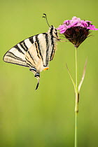 Scarce swallowtail butterfly (Iphiclides podalirius) resting on flower, Slovakia.