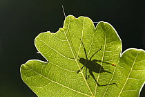 Speckled bush cricket (Leptophyes punctatissima) outline seen through  backlit oak leaf, Bovey Tracey, Devon, UK. August