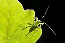 RF- Speckled bush cricket (Leptophyes punctatissima) resting on backlit oak leaf, Bovey Tracey, Devon, UK. August.