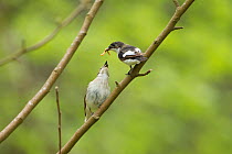 Pied Flycatcher (Ficedula hypoleuca) adult male offering female courtship gift. Wales, UK, May.