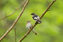 Pied flycatcher (Ficedula hypoleuca) adult male (right) and female in woodland. Wales, UK, May.